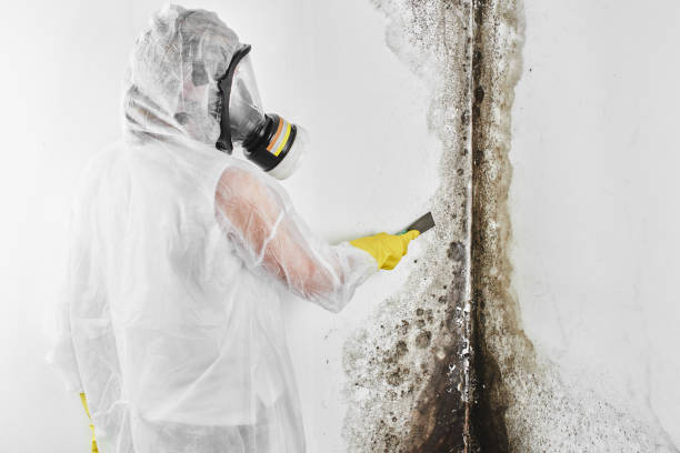Best Toxic Mold Removal  in South Coatesville, PA