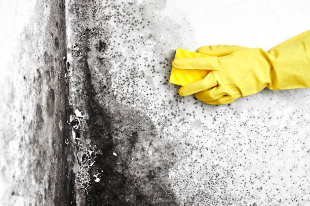 Certified Mold Removal in South Coatesville, PA