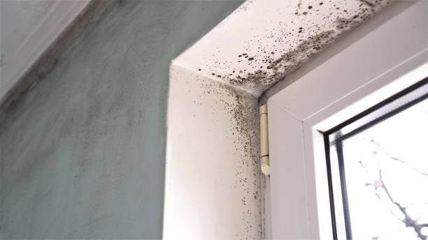 Home Mold Removal in South Coatesville, PA
