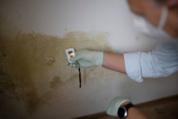 Best Mold Damage Repair  in South Coatesville, PA